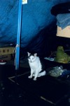 http://www.kengonoguchi.com/files/gimgs/th-9_026.jpg